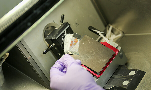 透明なフィルムに貼り付けて薄く切ります。