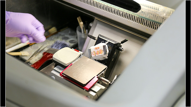 透明なフィルムに貼り付けて薄く切ります。