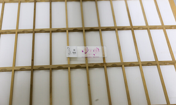 10分程度でプレパラートが完成します。