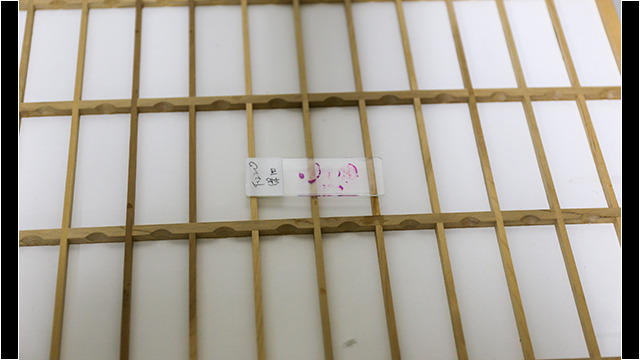 10分程度でプレパラートが完成します。