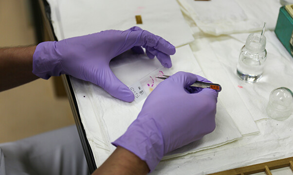 カバーガラスを載せます。